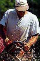 Working with a chainsaw